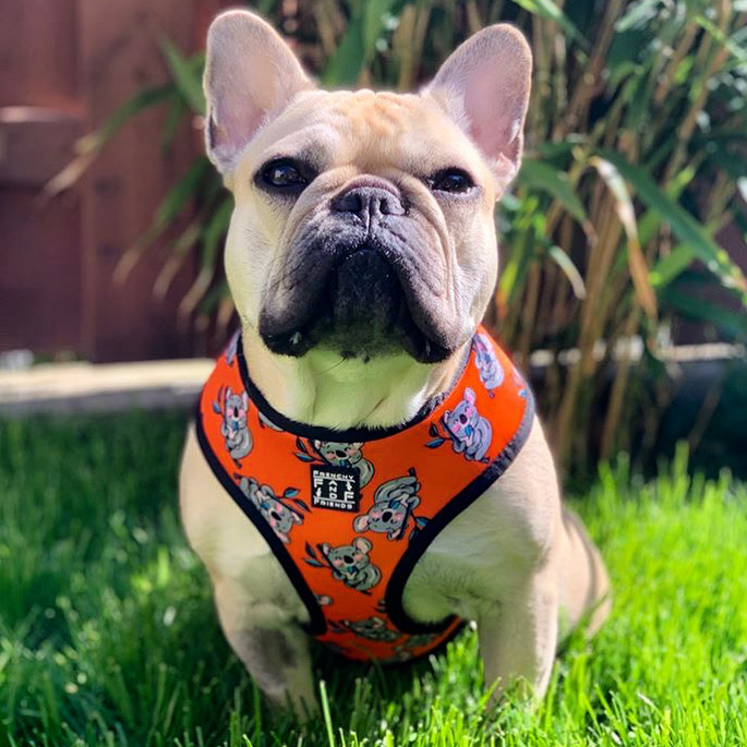 The Bamboo reversible Harness – Frenchy and Friends