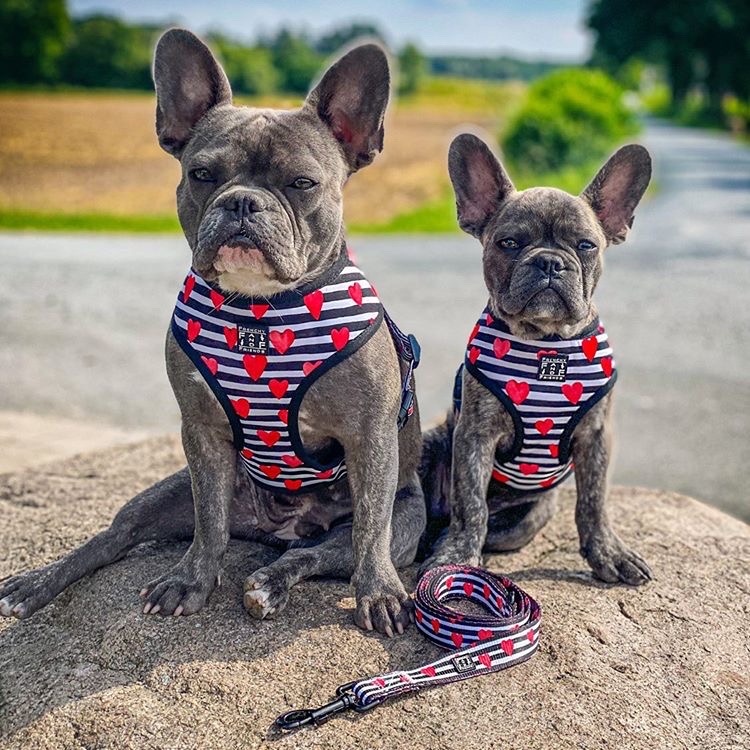 The Bully Love reversible Harness – Frenchy and Friends