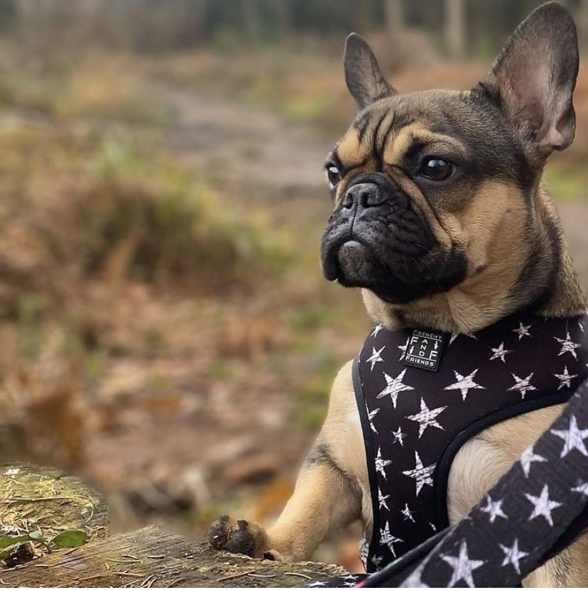 Frenchy and Friends – The best for your French Bulldog
